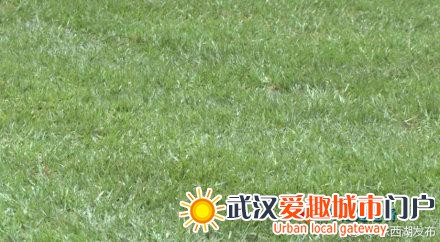 武汉卓尔2019中超新主场草坪铺设全部完工，本月底进行灯光调试！